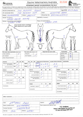 Breeding Report for Lot 14