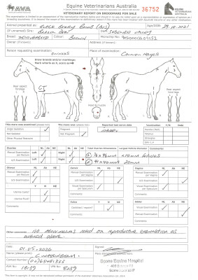 Breeding Report for Lot 36