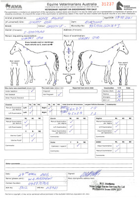 Breeding Report for Lot 41