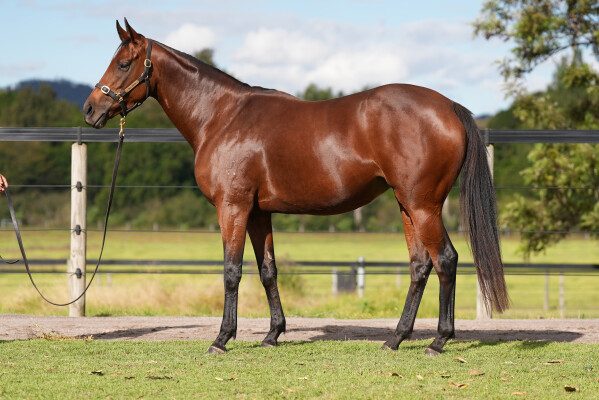 Lot 53: Zoustar / Rosa's Spur