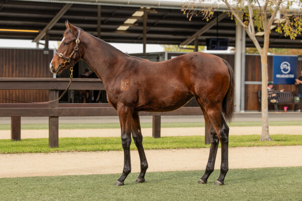 Lot 66: Shalaa (IRE) / Tango