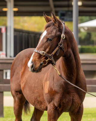Lot 66: Shalaa (IRE) / Tango