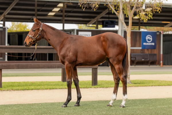 Lot 386: All Too Hard / Miss Husson