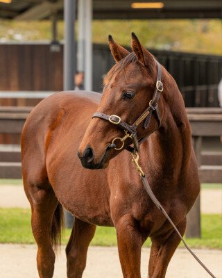 Lot 386: All Too Hard / Miss Husson