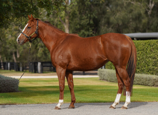 Lot 72: Exceed and Excel / Montana Sunset