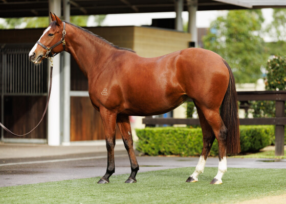 Lot 59: Shalaa (IRE) / Love is Fickle