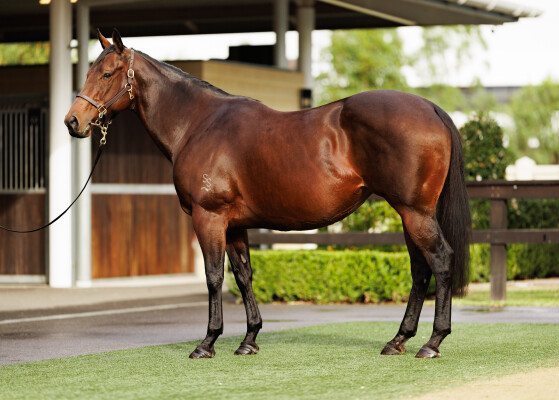 Lot 85: Dissident / Our Songbird