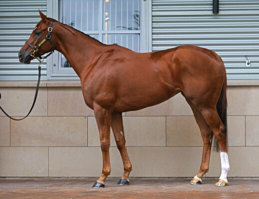 Lot 29: Starspangledbanner / Tragic Moment (USA)