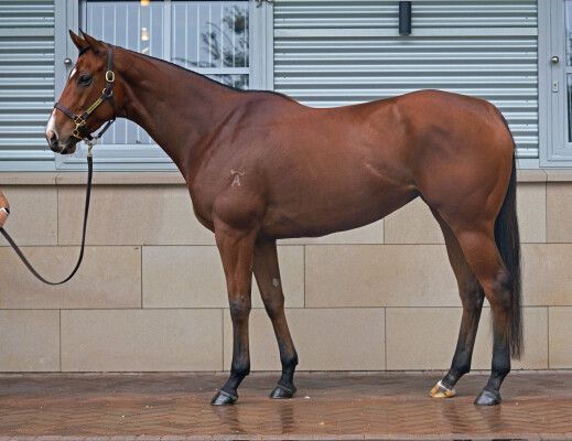 Lot 76: Justify (USA) / Phylicia