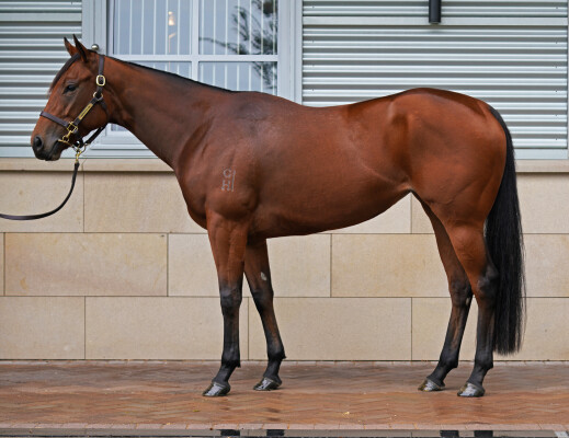 Lot 105: Snitzel / Savannah River