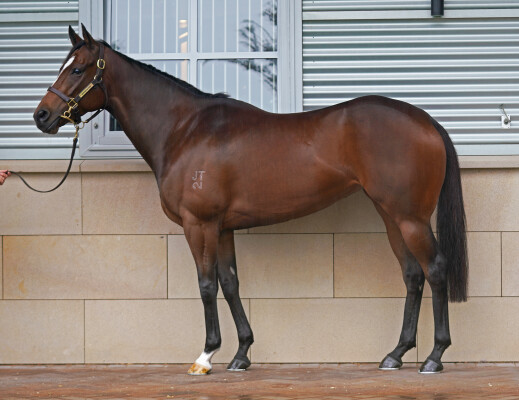 Lot 114: Toronado (IRE) / Ready Set Sail