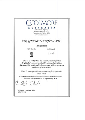 Pregnancy Certificate for Lot 39