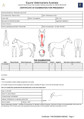 Pregnancy Certificate for Lot 58