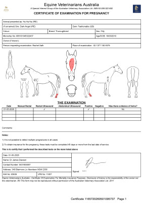 Pregnancy Certificate for Lot 67