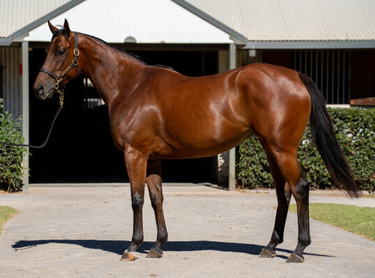 Lot 102: Zoustar / Paulinie (GB)