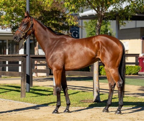 Lot 46: I Am Invincible / Tallow