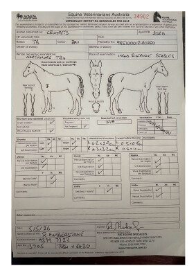 Breeding Report for Lot 49
