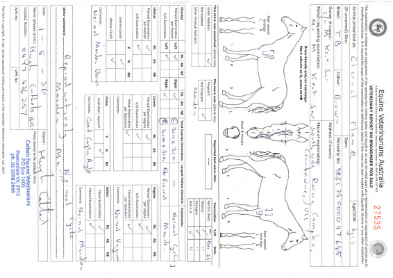 Breeding Report for Lot 56