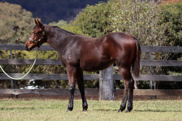 Lot 91: Snitzel / La Fluorescent (NZ)