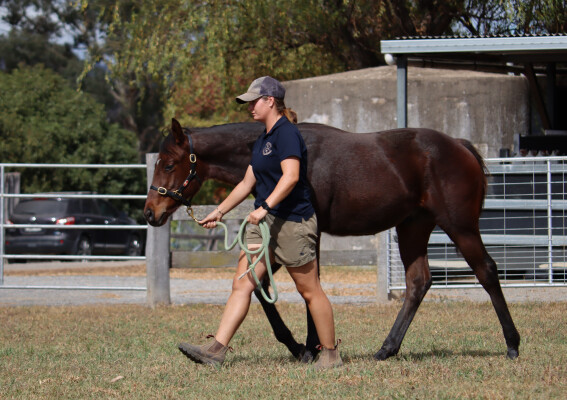 Lot 91: Snitzel / La Fluorescent (NZ)