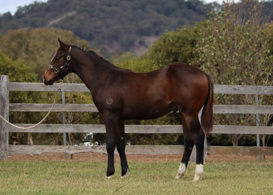 Lot 24: Snitzel / Snipify