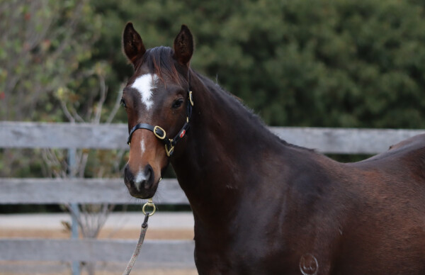 Lot 24: Snitzel / Snipify