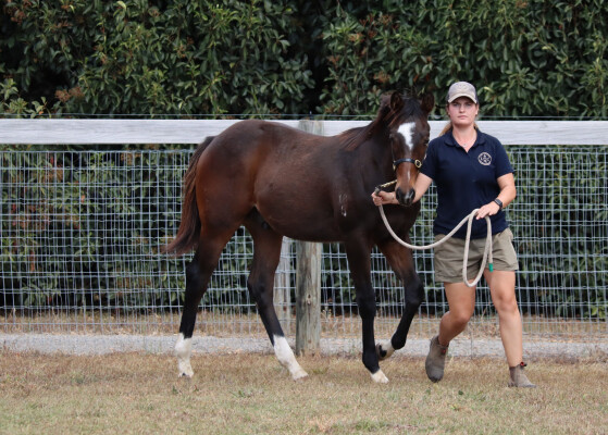 Lot 24: Snitzel / Snipify