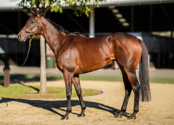 Lot 44: Massaat (IRE) / Beta Tauri (USA)