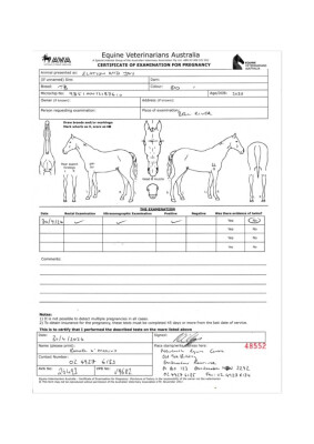 Pregnancy Certificate for Lot 53