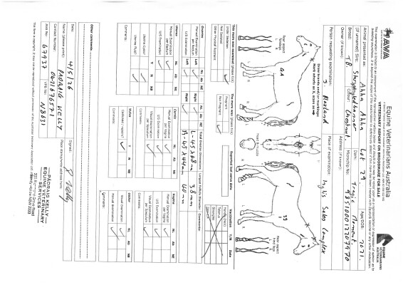 Breeding Report for Lot 29