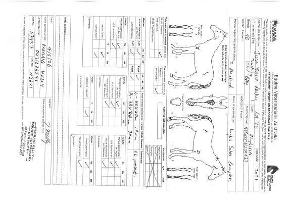 Breeding Report for Lot 76