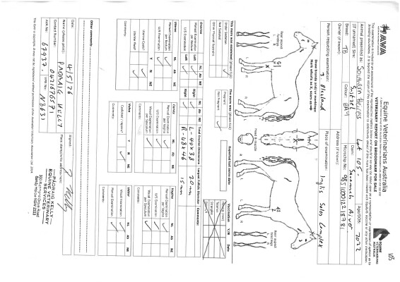 Breeding Report for Lot 105
