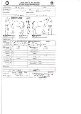 Breeding Report for Lot 81