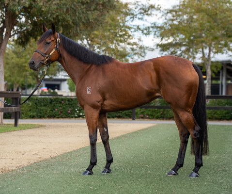 Lot 71: Wandjina / Childhood (USA)
