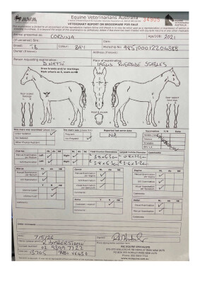 Breeding Report for Lot 46