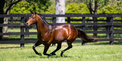 Significant Godolphin draft headlines strong May (Early) Online Sale