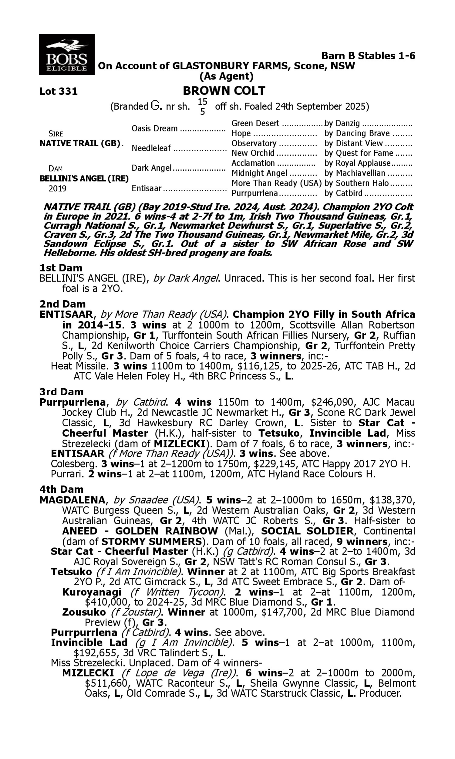 Pedigree for Lot 331 Native Trail (GB) - Bellini's Angel (IRE)