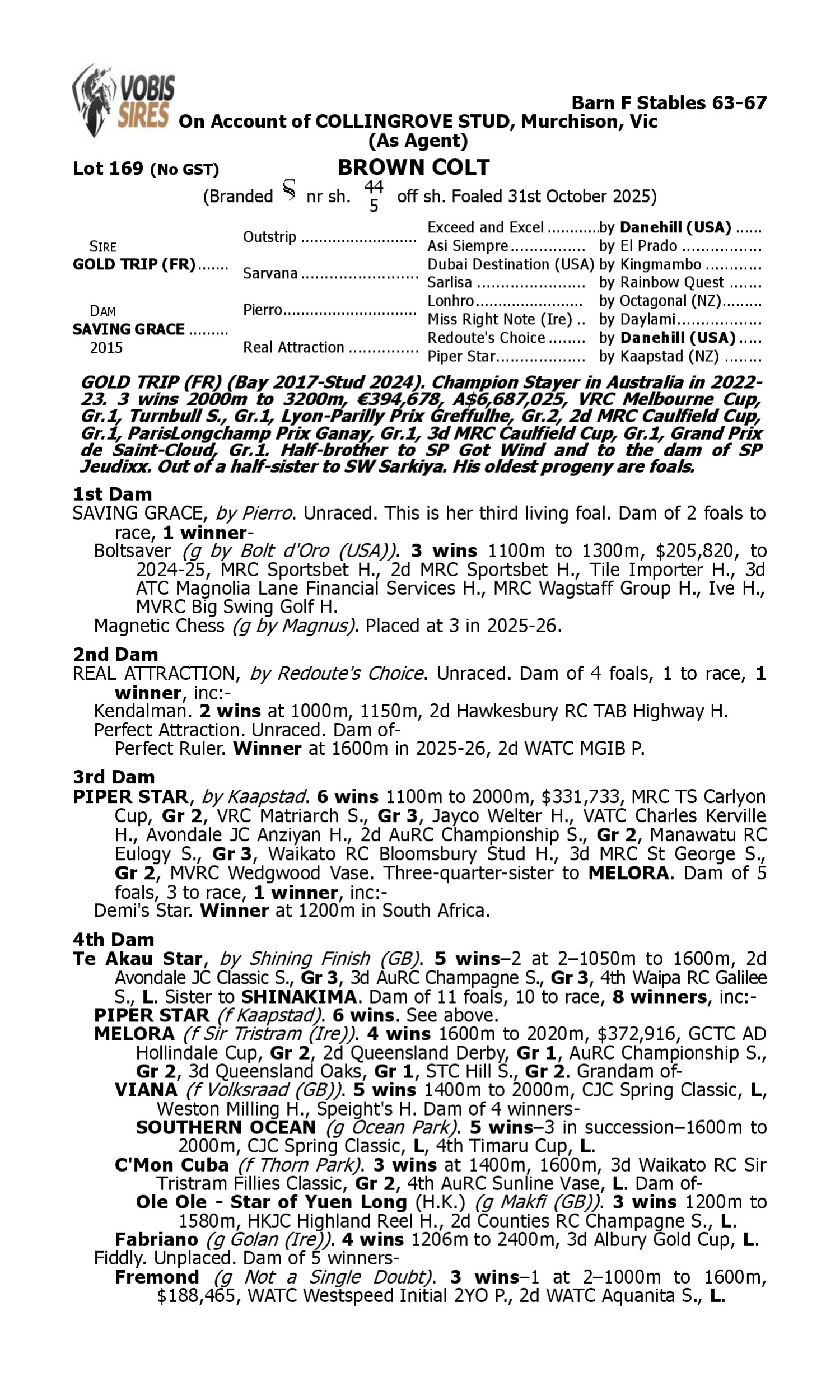 Pedigree for Lot 169 Gold Trip (FR) - Saving Grace