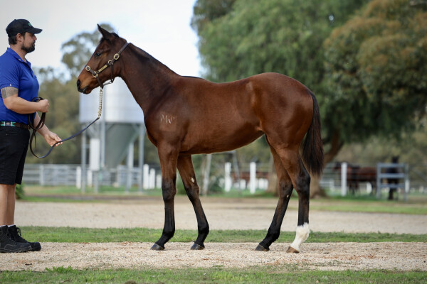 Lot 51: Acrobat / Lady Montoya