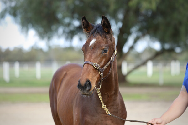 Lot 51: Acrobat / Lady Montoya