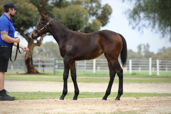 Lot 52: Dirty Work / Lake Kastoria (NZ)