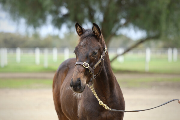 Lot 52: Dirty Work / Lake Kastoria (NZ)