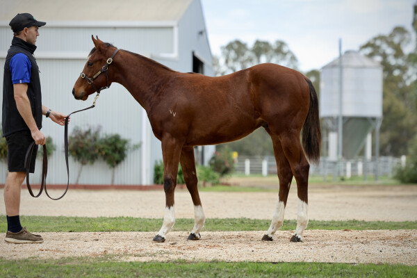 Lot 62: King Colorado / Liliero