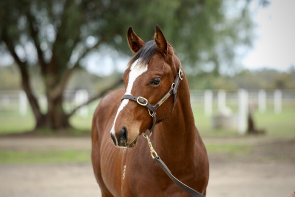 Lot 62: King Colorado / Liliero