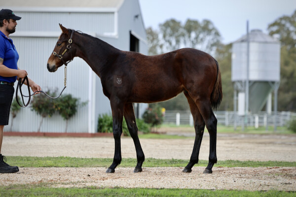 Lot 121: Lofty Strike / Nothingbutadreamer