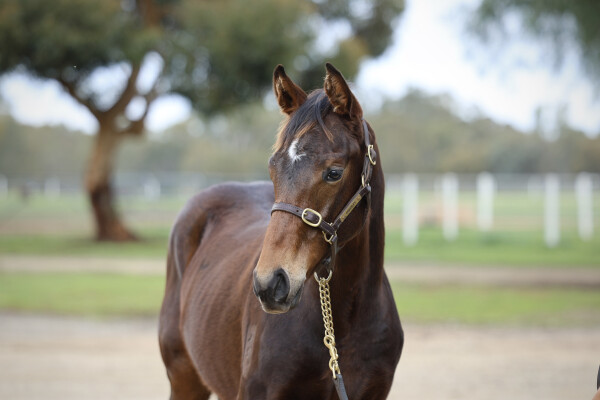 Lot 121: Lofty Strike / Nothingbutadreamer