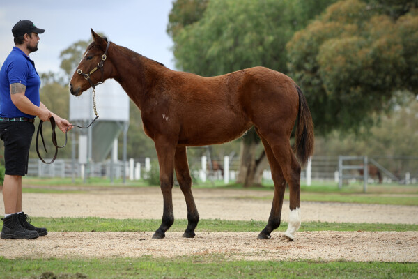 Lot 222: Wooded (IRE) / Sure to Be