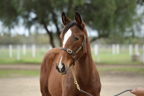 Lot 222: Wooded (IRE) / Sure to Be