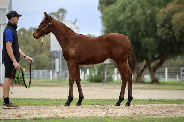 Lot 262: Wild Ruler / Volander