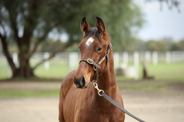 Lot 262: Wild Ruler / Volander
